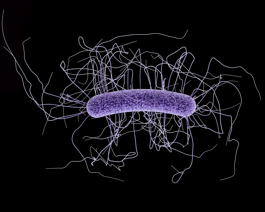 c-difficile-frankmagliochetti